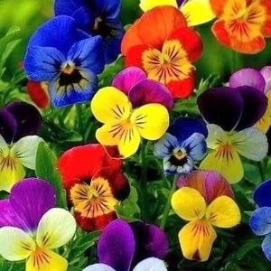 Meet your Posher, Paula